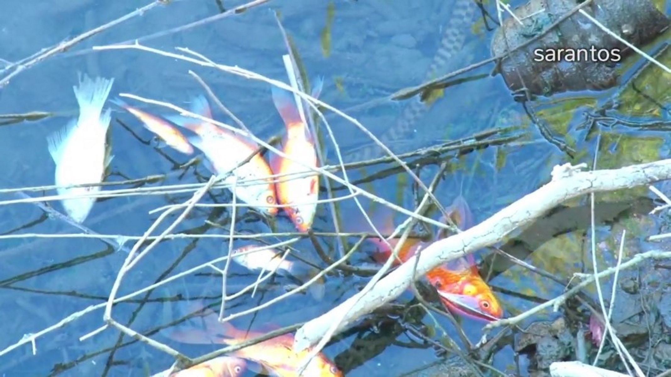 Νεκρά ψάρια στο φράγμα Αποσελέμη: Δεν υπάρχει κίνδυνος για τη Δημόσια Υγεία
