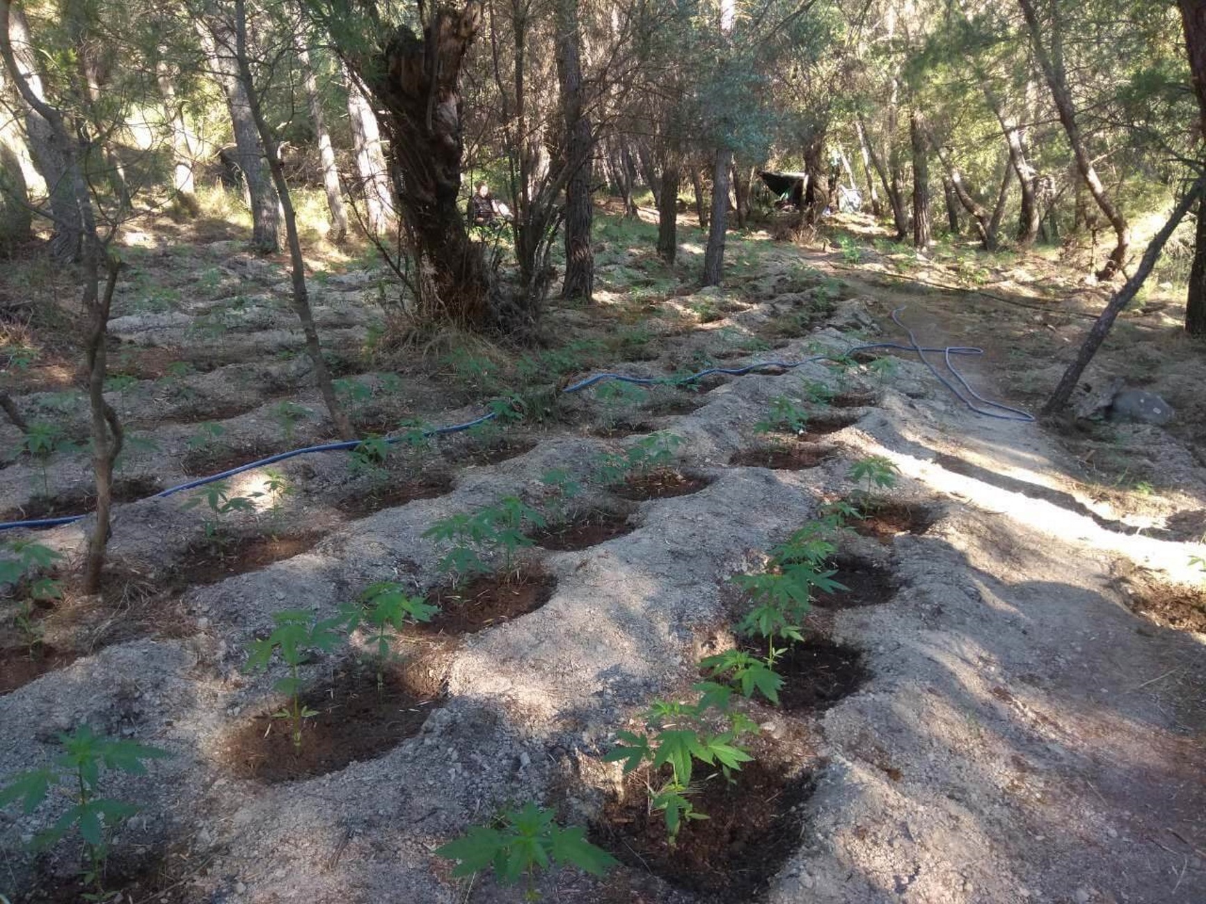 Χανιά: Σύλληψη 50χρονου που φέρεται ότι καλλιεργούσε 1.030 δενδρύλλια κάνναβης