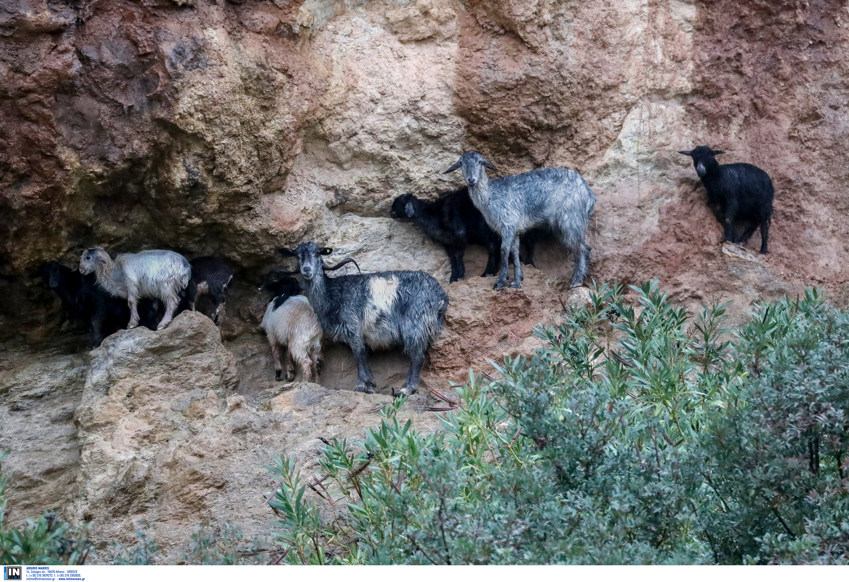 Και οι κατσίκες στη μάχη κατά των δασικών πυρκαγιών