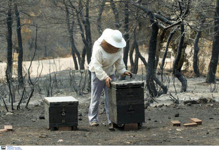 Τεράστια η οικολογική καταστροφή στο πευκοδάσος της Εύβοιας - Όλα τα ενδεχόμενα ανοιχτά από την Πυροσβεστική