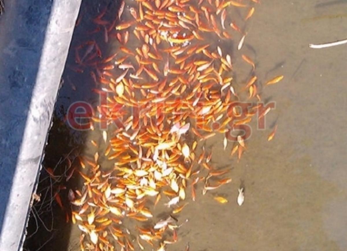 Κρήτη: Εκατοντάδες νεκρά ψάρια στο Φράγμα Αποσελέμη