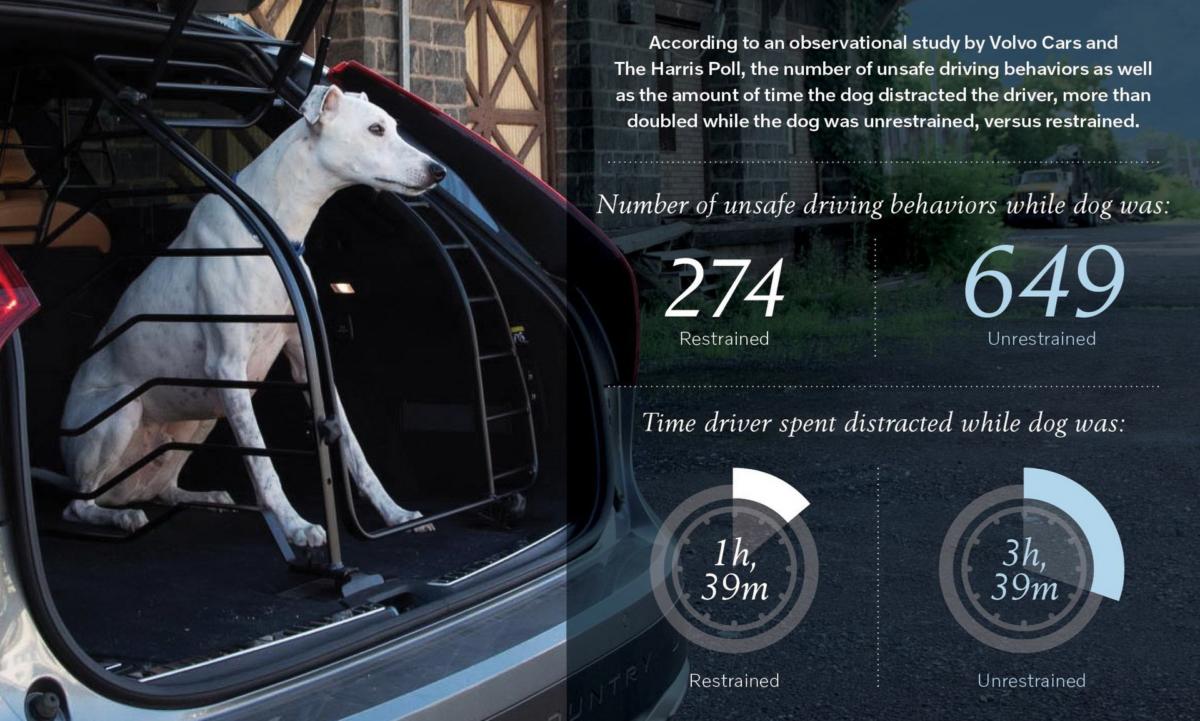 Απειλή για την οδική ασφάλεια τα ελεύθερα κατοικίδια στο αυτοκίνητο