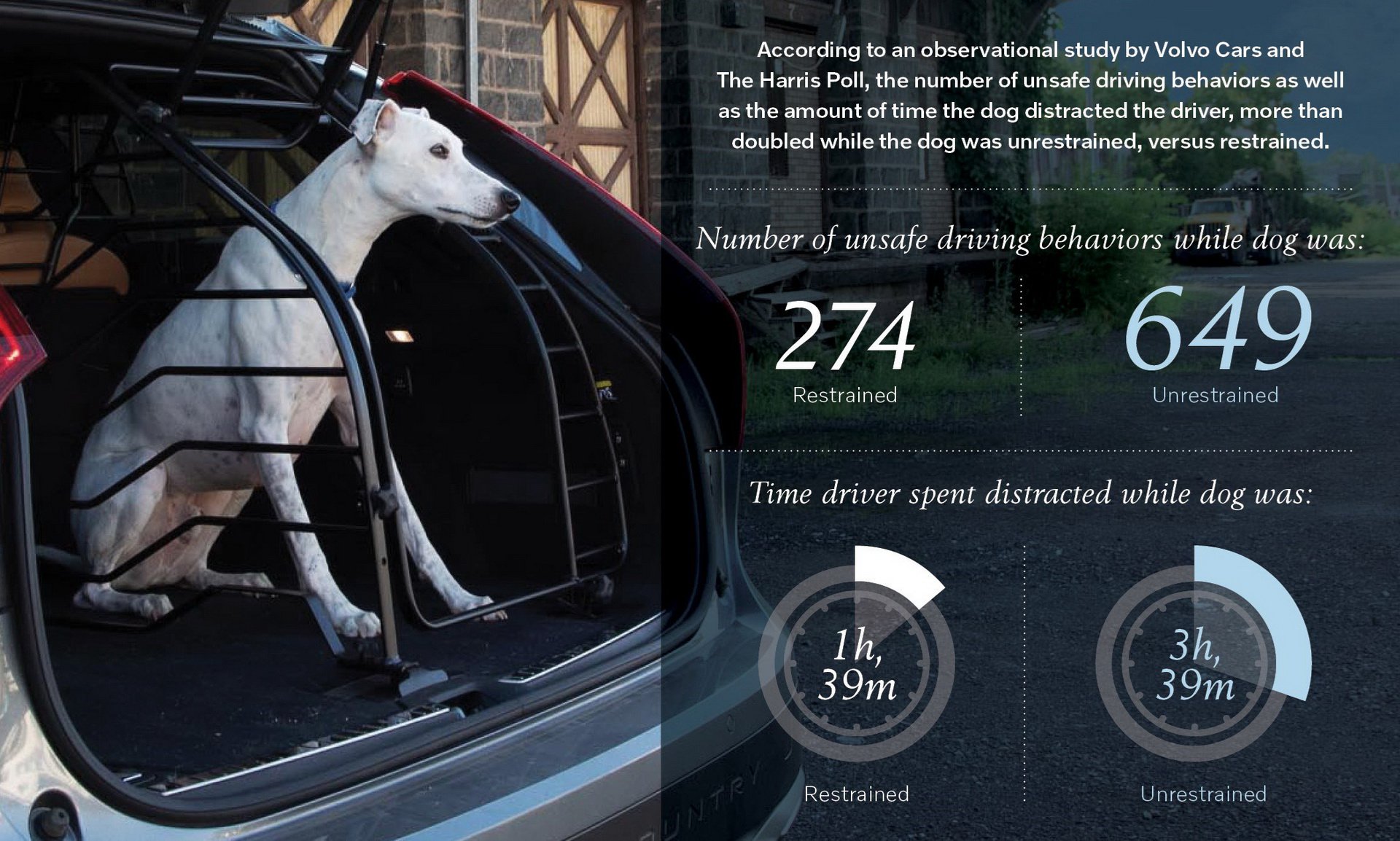 Απειλή για την οδική ασφάλεια τα ελεύθερα κατοικίδια στο αυτοκίνητο