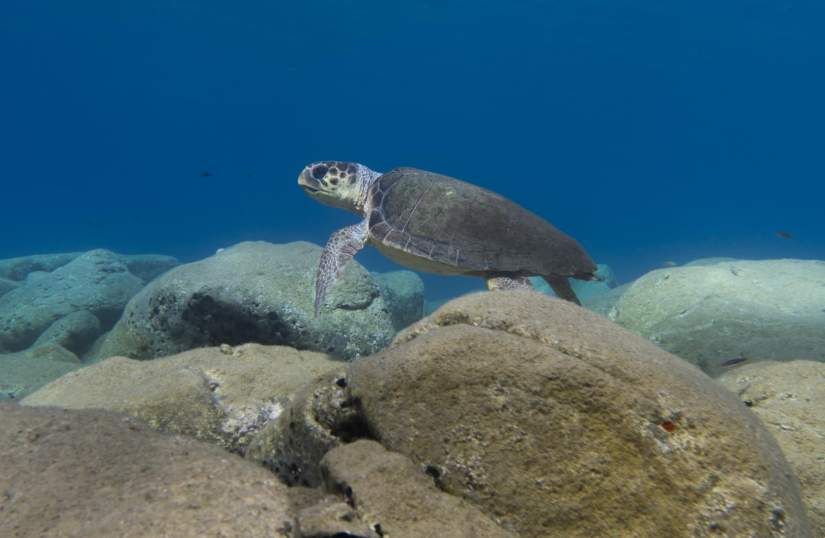 Μάνη: Το παιχνίδι με τις θαλάσσιες χελώνες έκρυβε παγίδες – Οι στιγμές που δύσκολα θα ξεχάσουν [video]