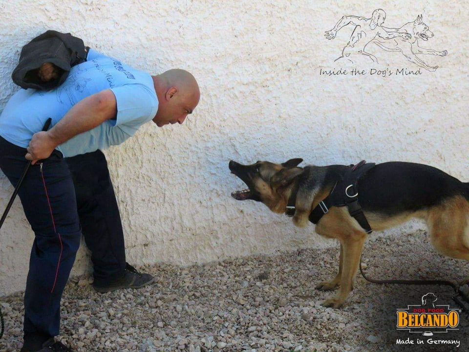 Νεκρό βρέφος από ροτβάιλερ: Εκπαιδευτής σκύλων εξηγεί ποιος έφταιξε για την τραγωδία!