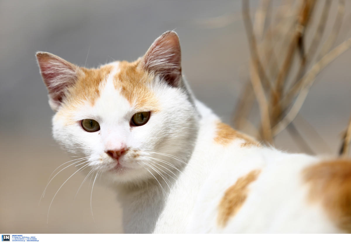Πάτρα: Νέα κτηνωδία με έξι νεκρές γάτες! Τις ξεπάστρεψαν με φόλες στην αυλή που ζούσαν