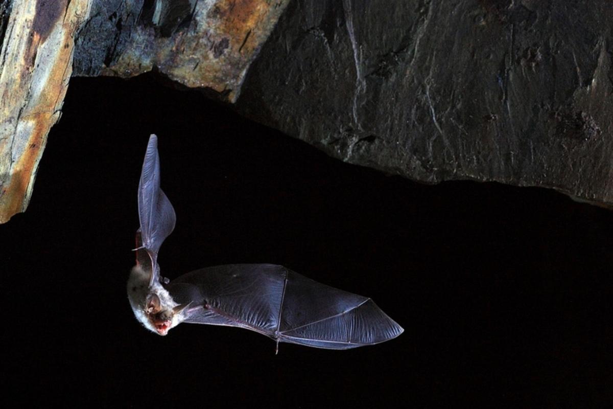 Μύθοι και αλήθειες για τις νυχτερίδες! Δεν φαντάζεστε την χρησιμότητά τους