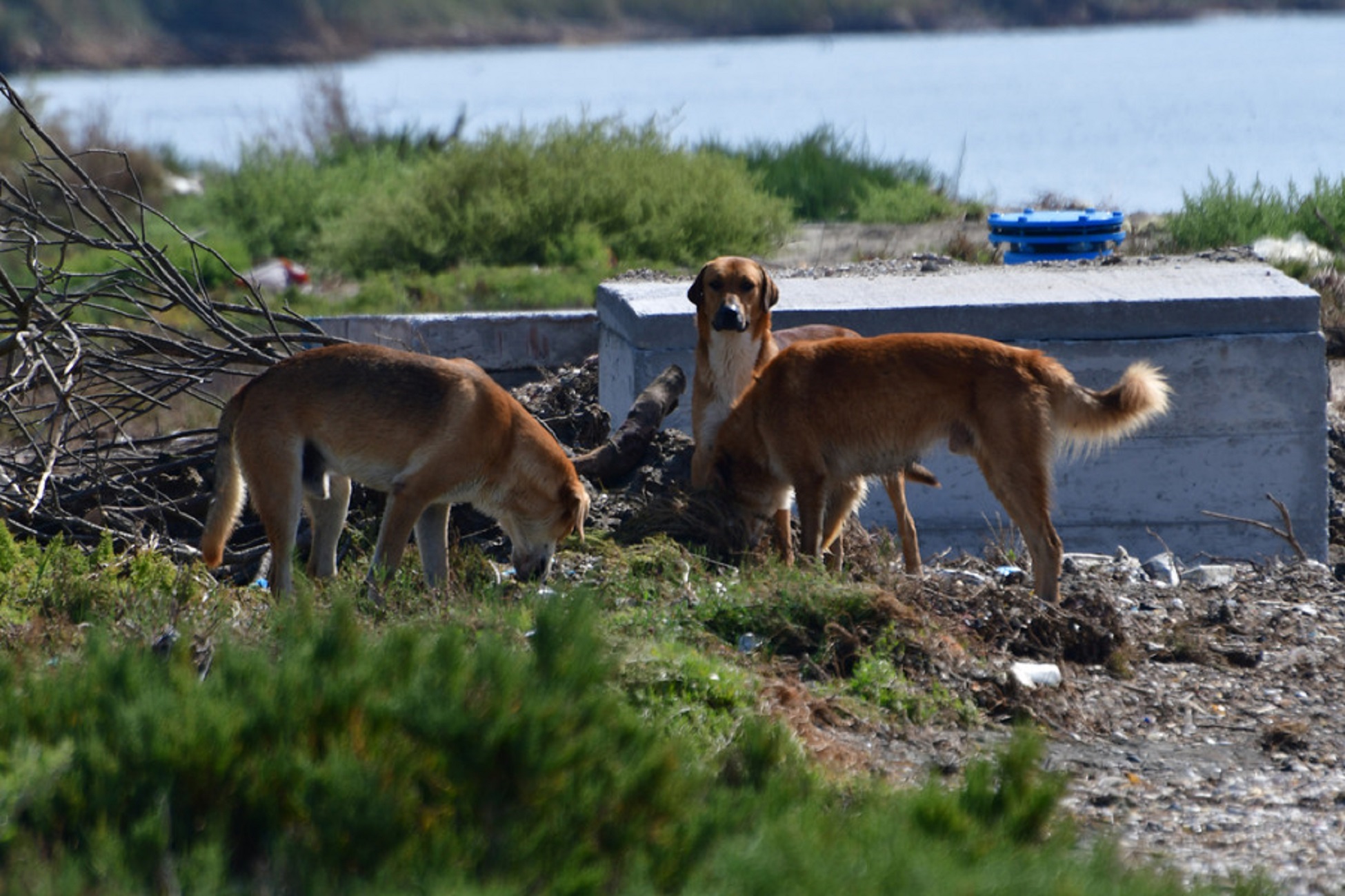 Αδέσποτα σκυλιά επιτέθηκαν σε αντιπεριφερειάρχη στη Στερεά Ελλάδα!