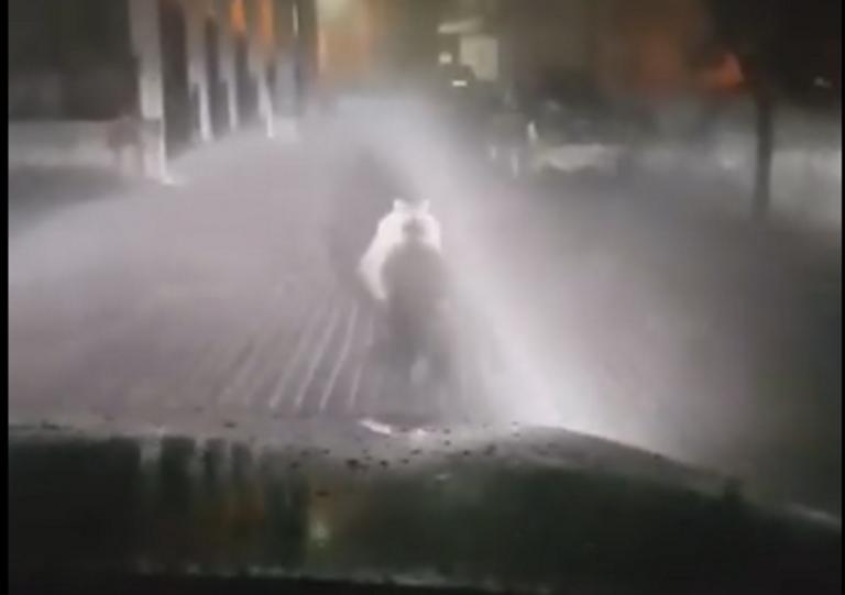 Αρκούδα έτρεχε μέσα σε χωριό της Κοζάνης!