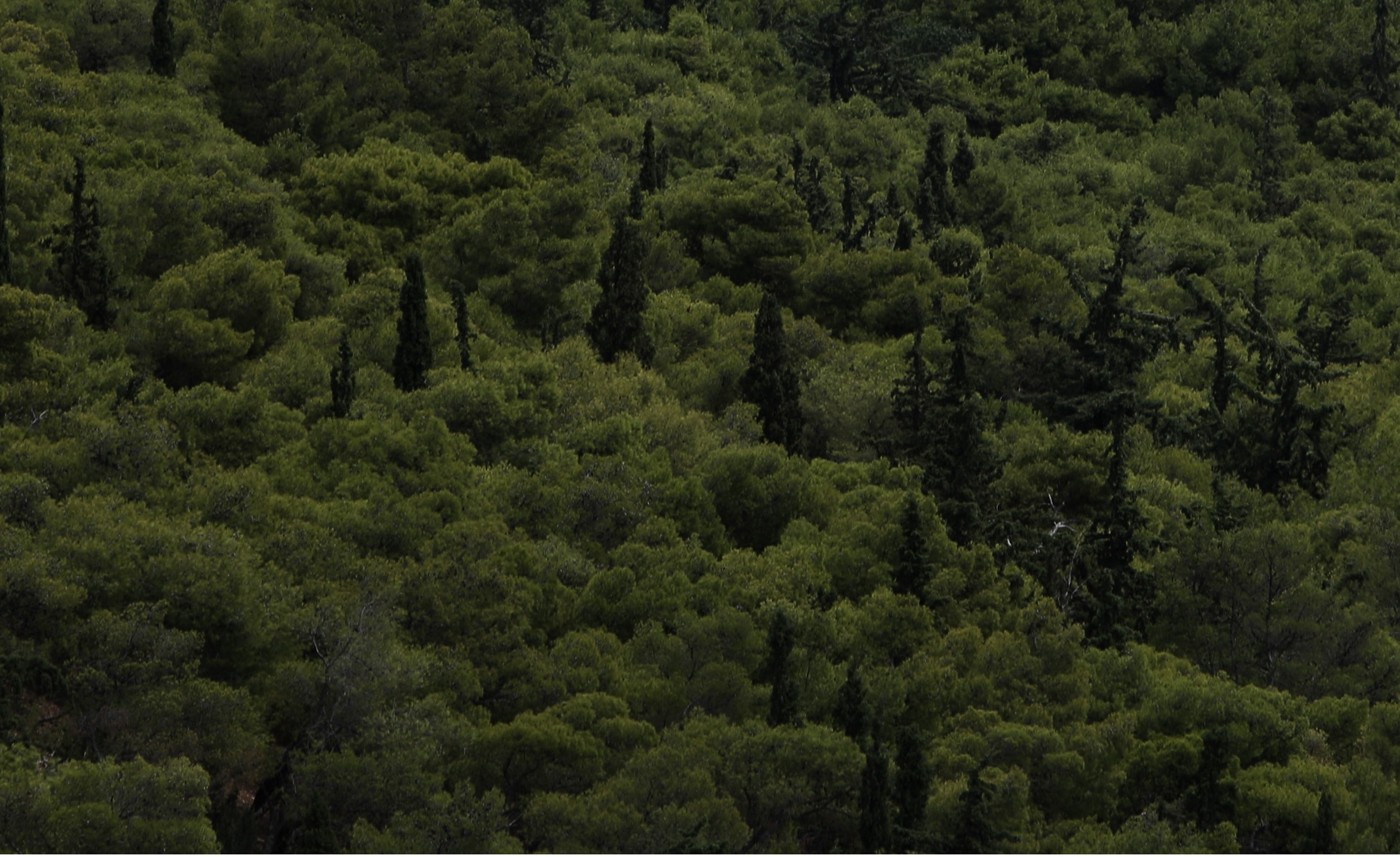 Καμπανάκι! Πάνω από 40% ευρωπαϊκών δέντρων απειλούνται με αφανισμό
