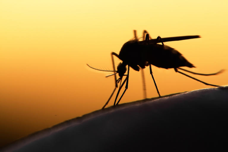 Ύποπτο κρούσμα ελονοσίας στα Τρίκαλα - Ποια είναι τα συμπτώματα