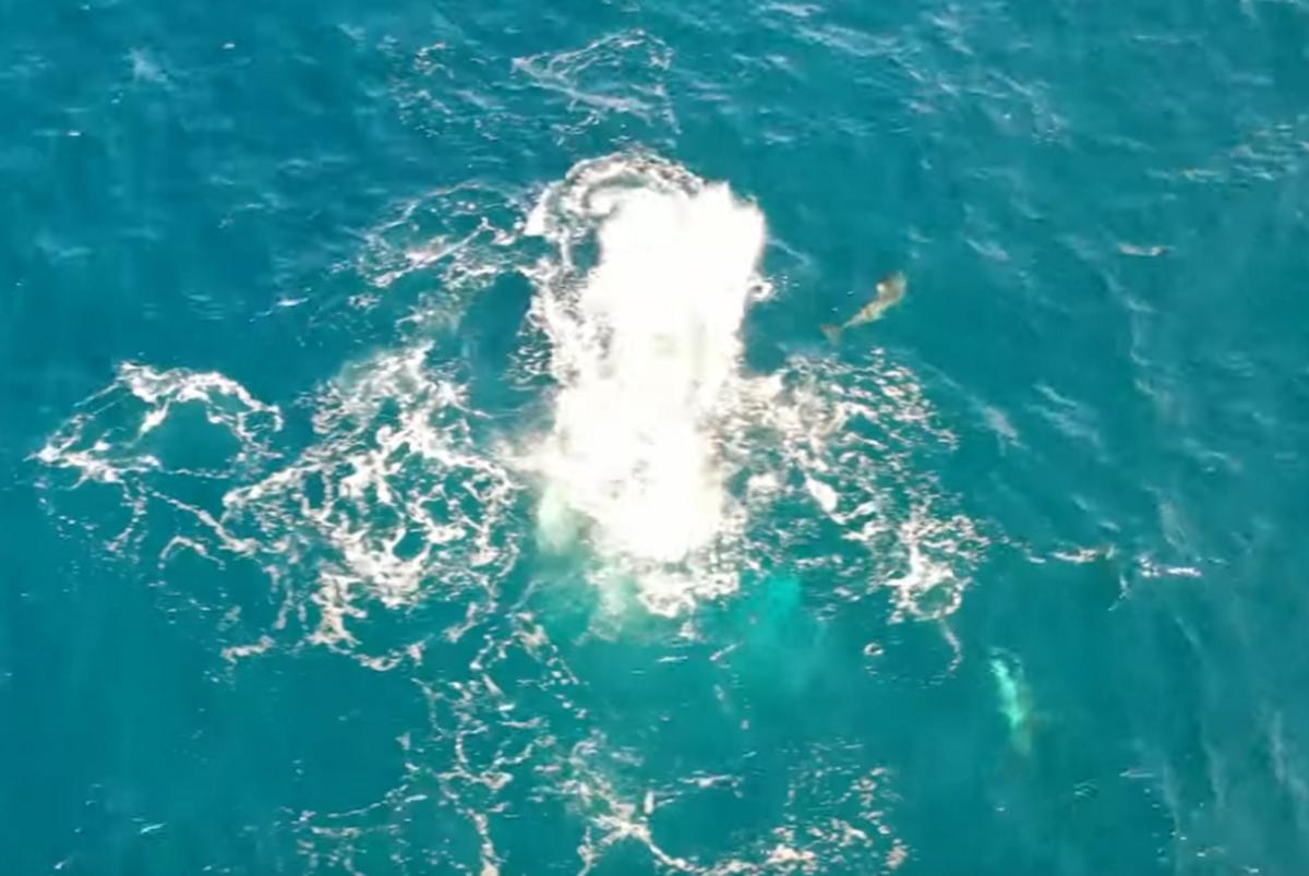 Εύβοια: Η στιγμή που η θάλασσα αρχίζει να αφρίζει – Δελφίνια κάνουν επίθεση σε κοπάδι από σαρδέλες – video