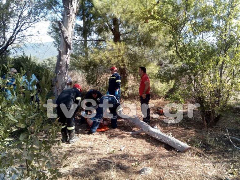 Εύβοια: Κορμός δέντρου καταπλάκωσε γυναίκα από τη μια στιγμή στην άλλη – Στο νοσοκομείο σοβαρά τραυματισμένη [pics]