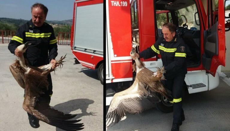 Χανιά: Το ατύχημα της χρονιάς! Τεράστιος γύπας χτύπησε σε λεωφορείο! video, pics