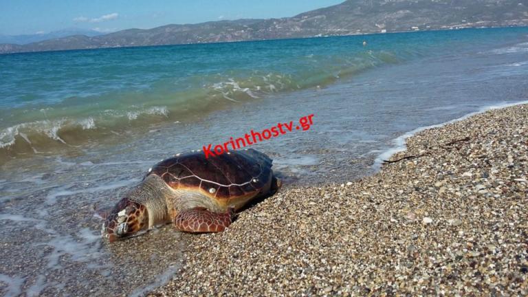 Κι άλλη χελώνα "καρέτα καρέτα" βρέθηκε νεκρή στην παραλία της Κορίνθου! [pics, video]