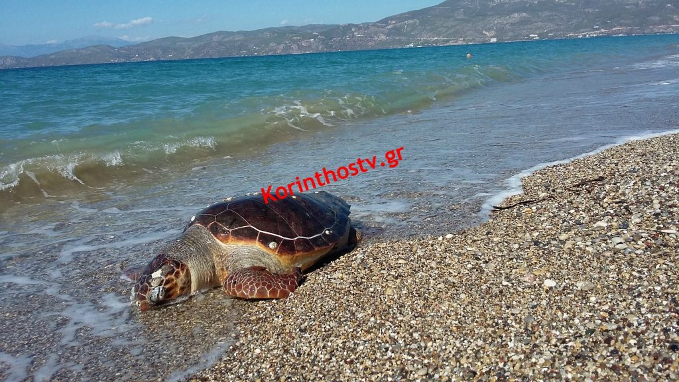 Κόρινθος: Κι άλλη χελώνα “καρέτα καρέτα” βρέθηκε νεκρή στην παραλία! video