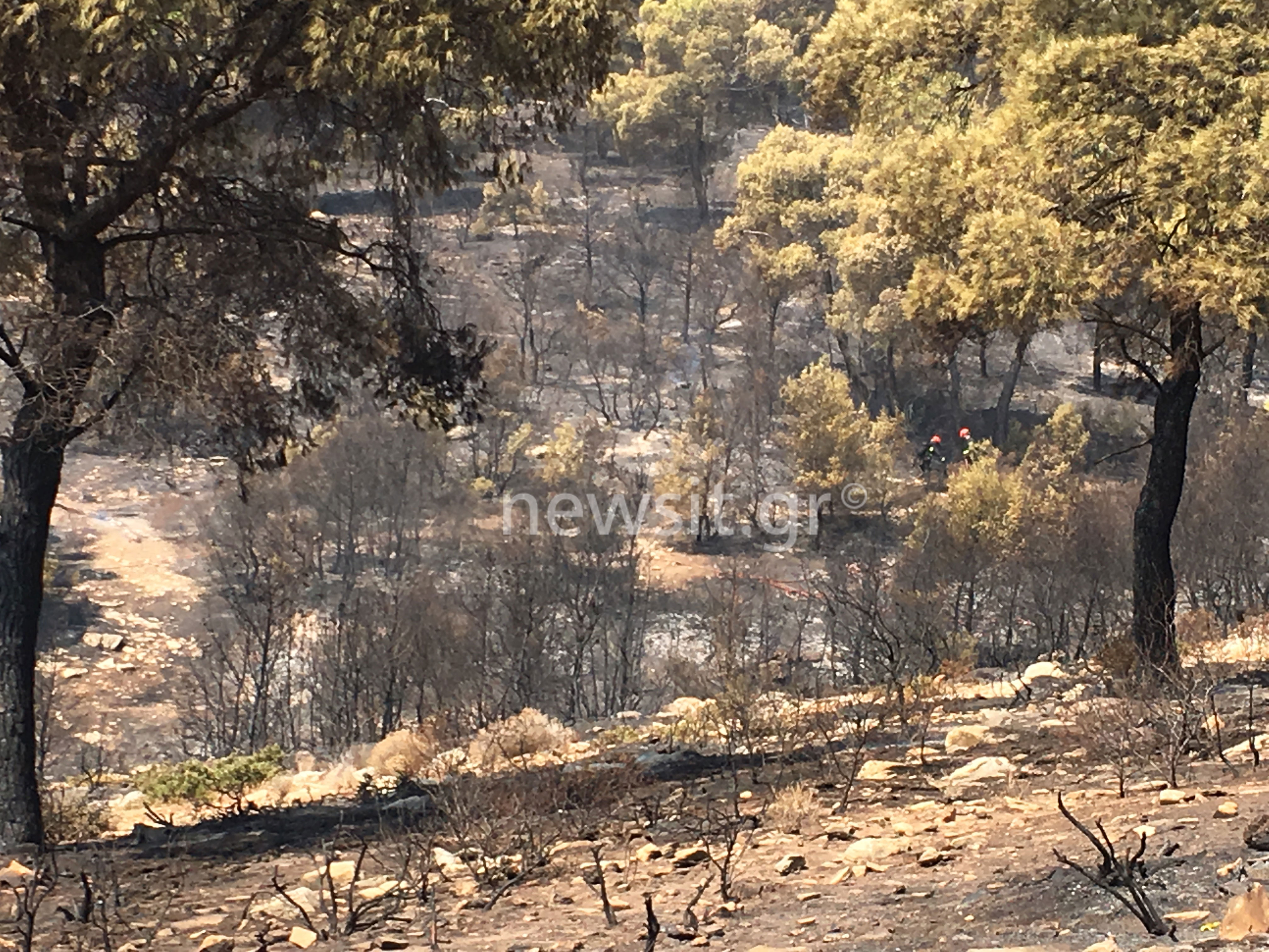 Φωτιά Νέα Μάκρη: Τι άφησε πίσω της η πύρινη λαίλαπα