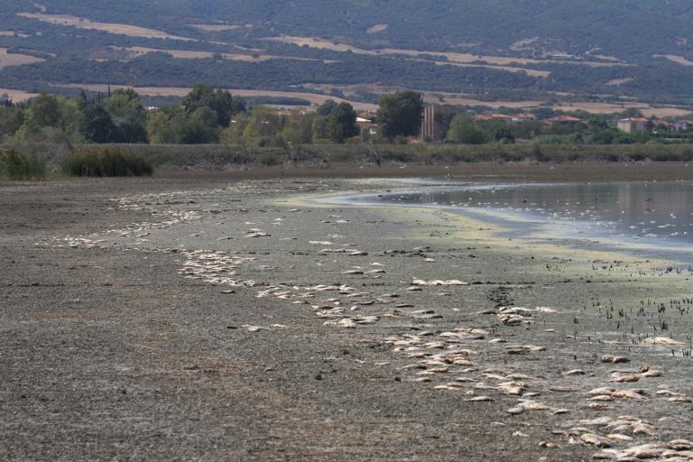 Θεσσαλονίκη: Νεκροταφείο ψαριών η λίμνη Κορώνεια – Η εξήγηση πίσω από αυτές τις εικόνες [pics]