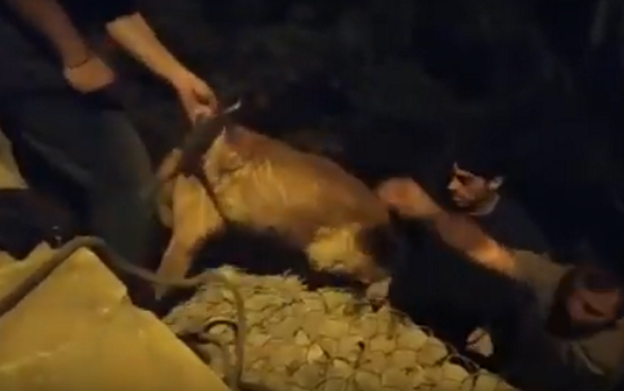 Κρήτη: Διάσωση σκύλου που έπεσε από γέφυρα – Χειροκροτήματα στο τέλος της επιχείρησης – video