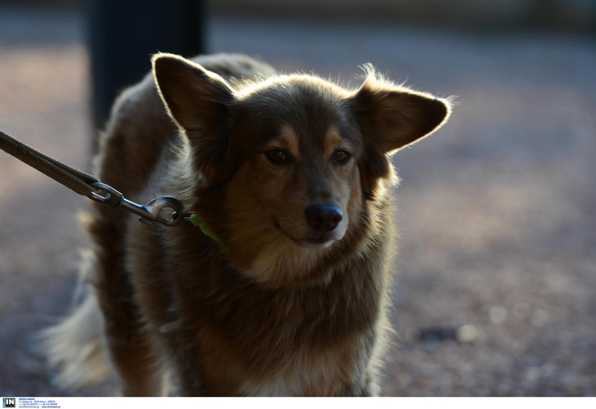 Ζάκυνθος: Καταδίκη για βασανισμό και κακοποίηση σκύλου – Τον έδεσε σε βαρέλι με αλυσίδα!