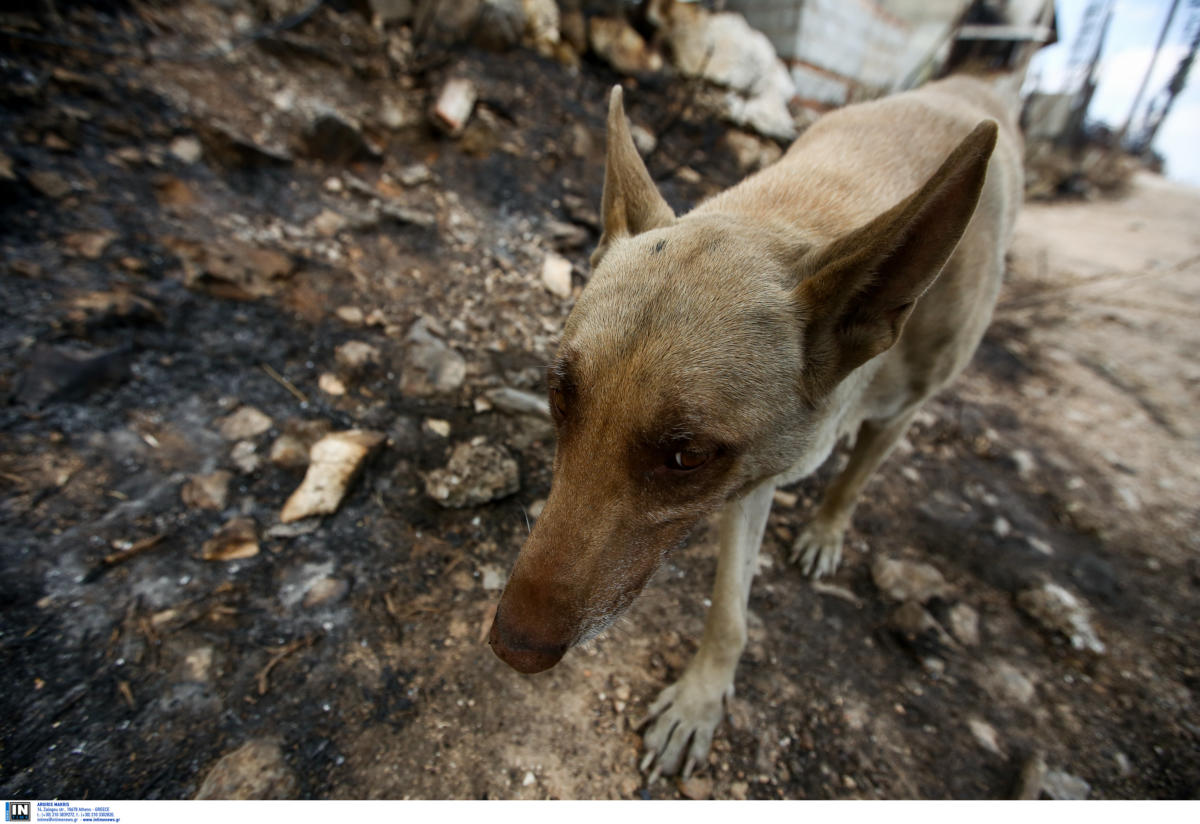 Φρίκη στη Φλώρινα! Πάνω από 50 σκυλιά νεκρά από φόλες