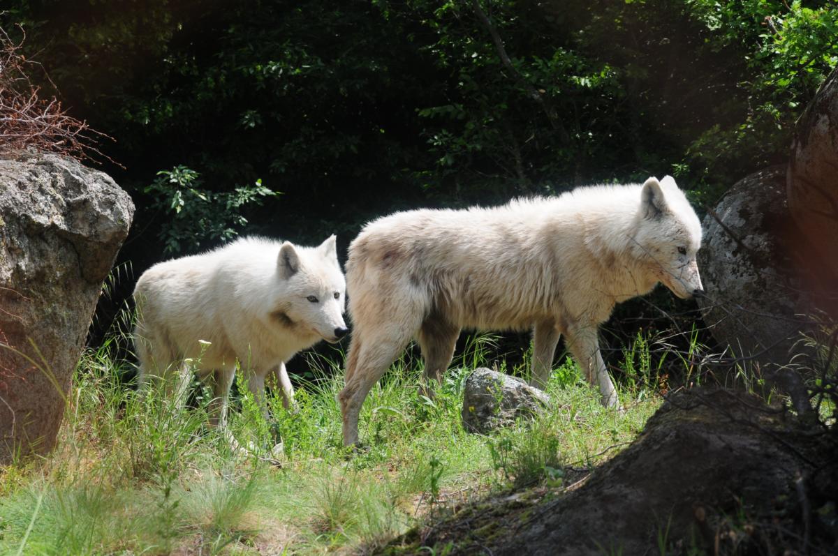 Κοζάνη: Νυχτερινές περιπολίες για δύο λύκους που κόβουν βόλτες!