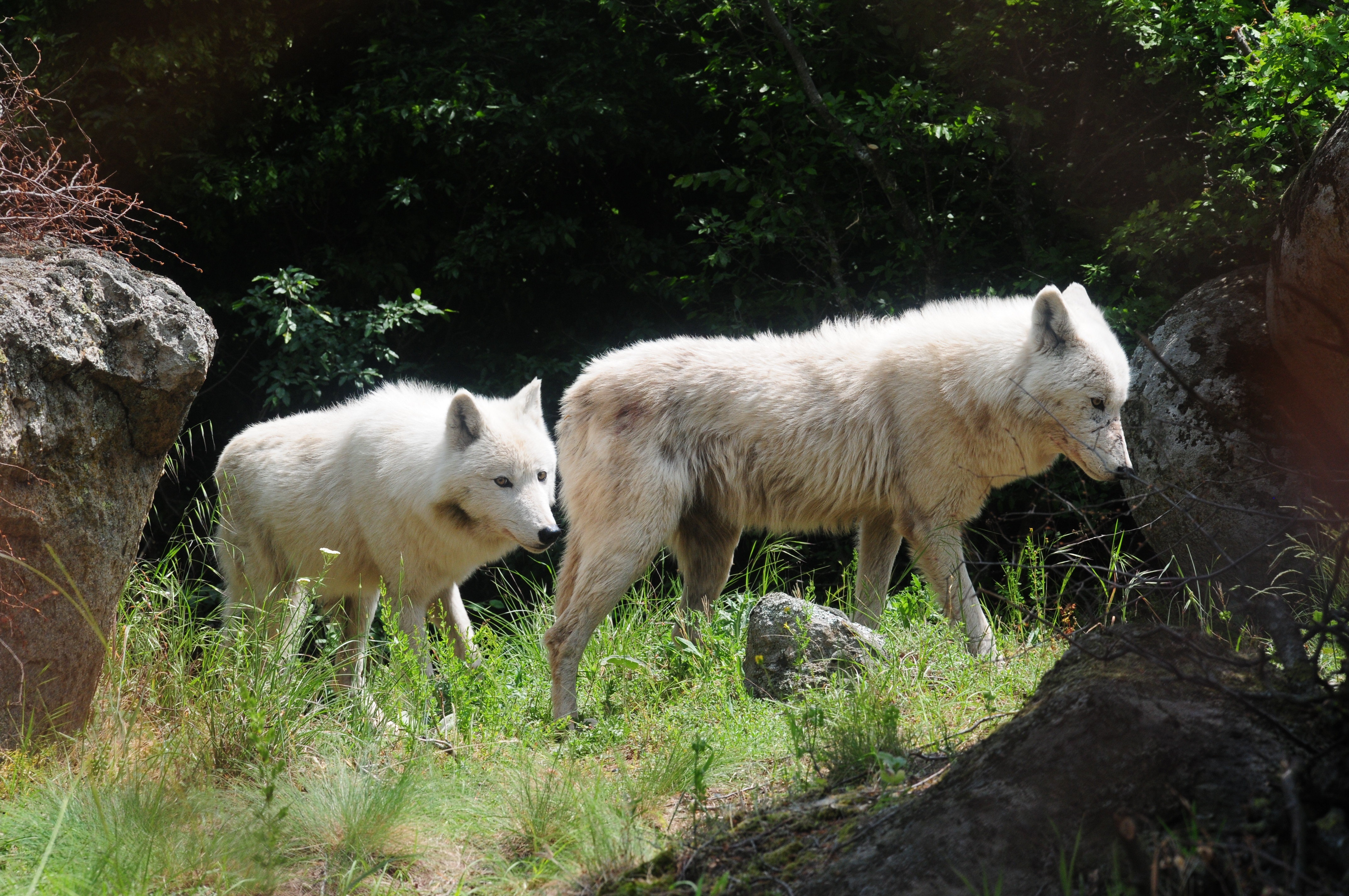 Κοζάνη: Νυχτερινές περιπολίες για δύο λύκους που κόβουν βόλτες!