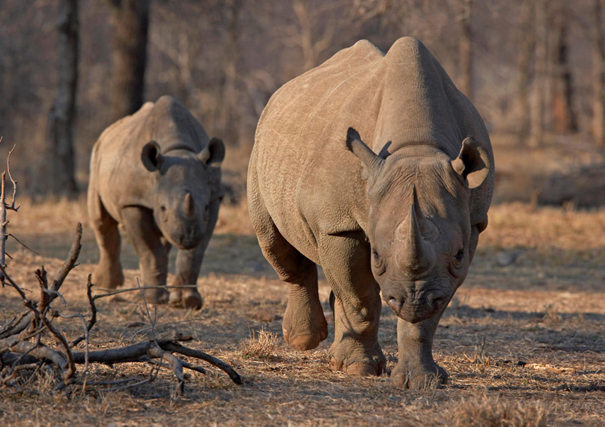 Οι λαθροθήρες αφανίζουν τους ρινόκερους – Στοιχεία σοκ
