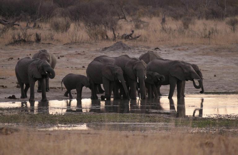 Ζιμπάμπουε – ξηρασία: Περισσότεροι από 50 ελέφαντες πέθαναν μέσα σε λίγες μέρες!