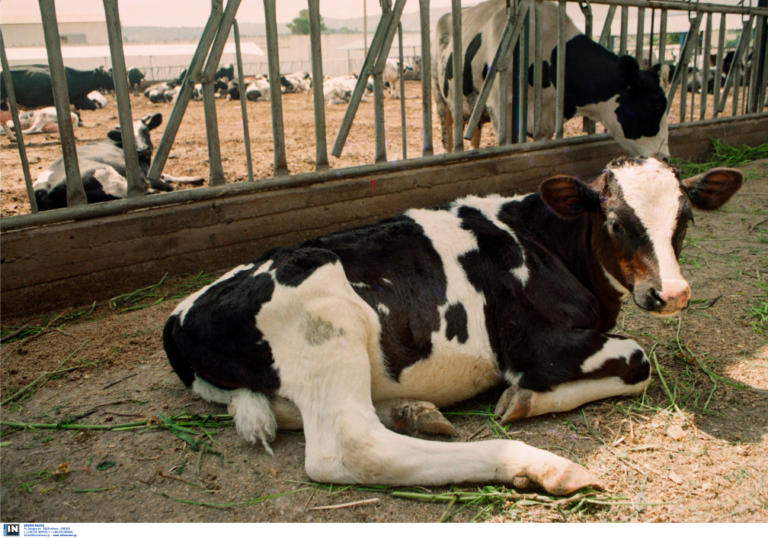 Ηλεία: Αγελάδα προκάλεσε σοβαρό τροχαίο με τραυματισμό μάνας και κόρης! Η σύγκρουση με το μηχανάκι τους