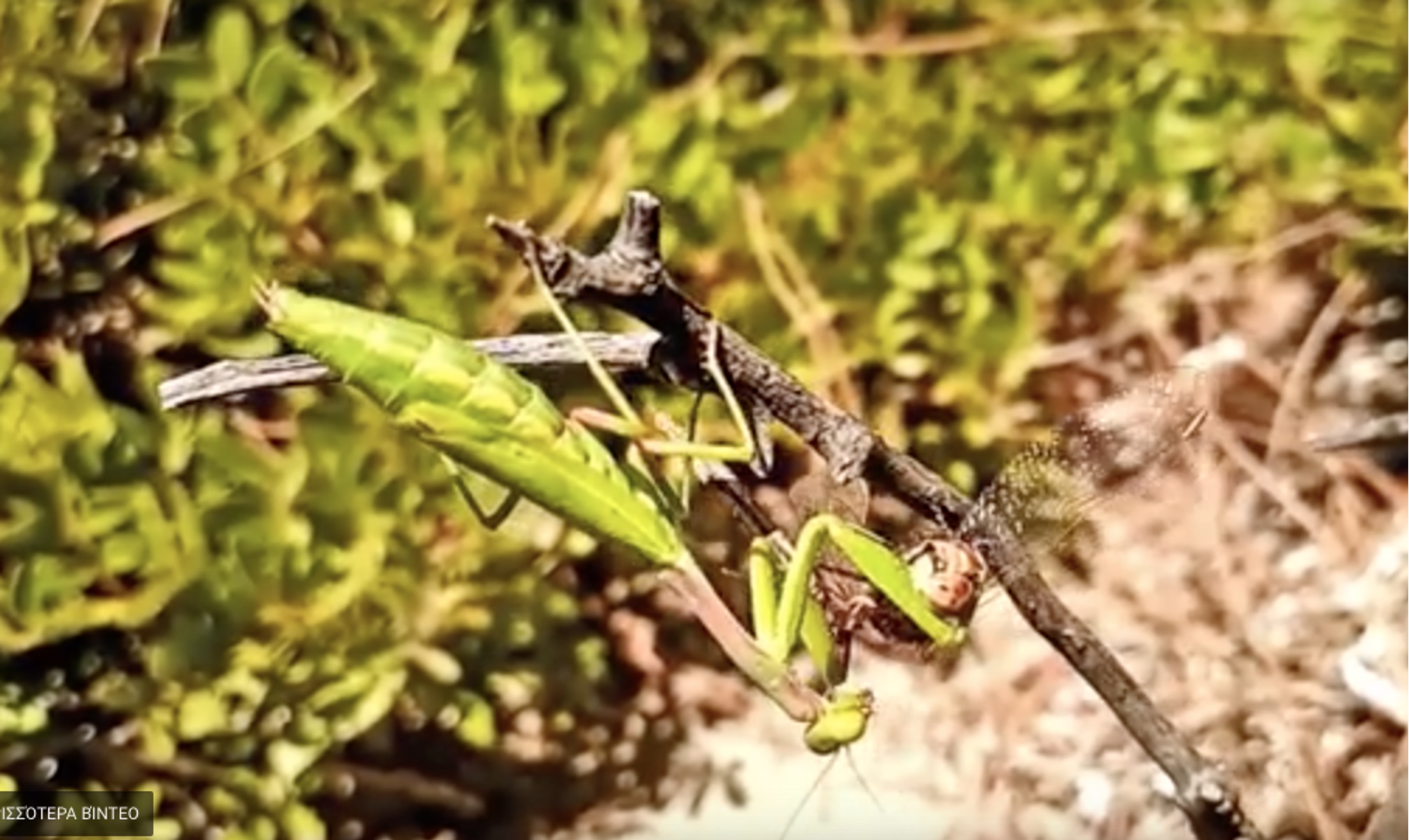 Αλογάκι της Παναγίας καταβροχθίζει λιβελούλα στο Σχοινιά! [video]