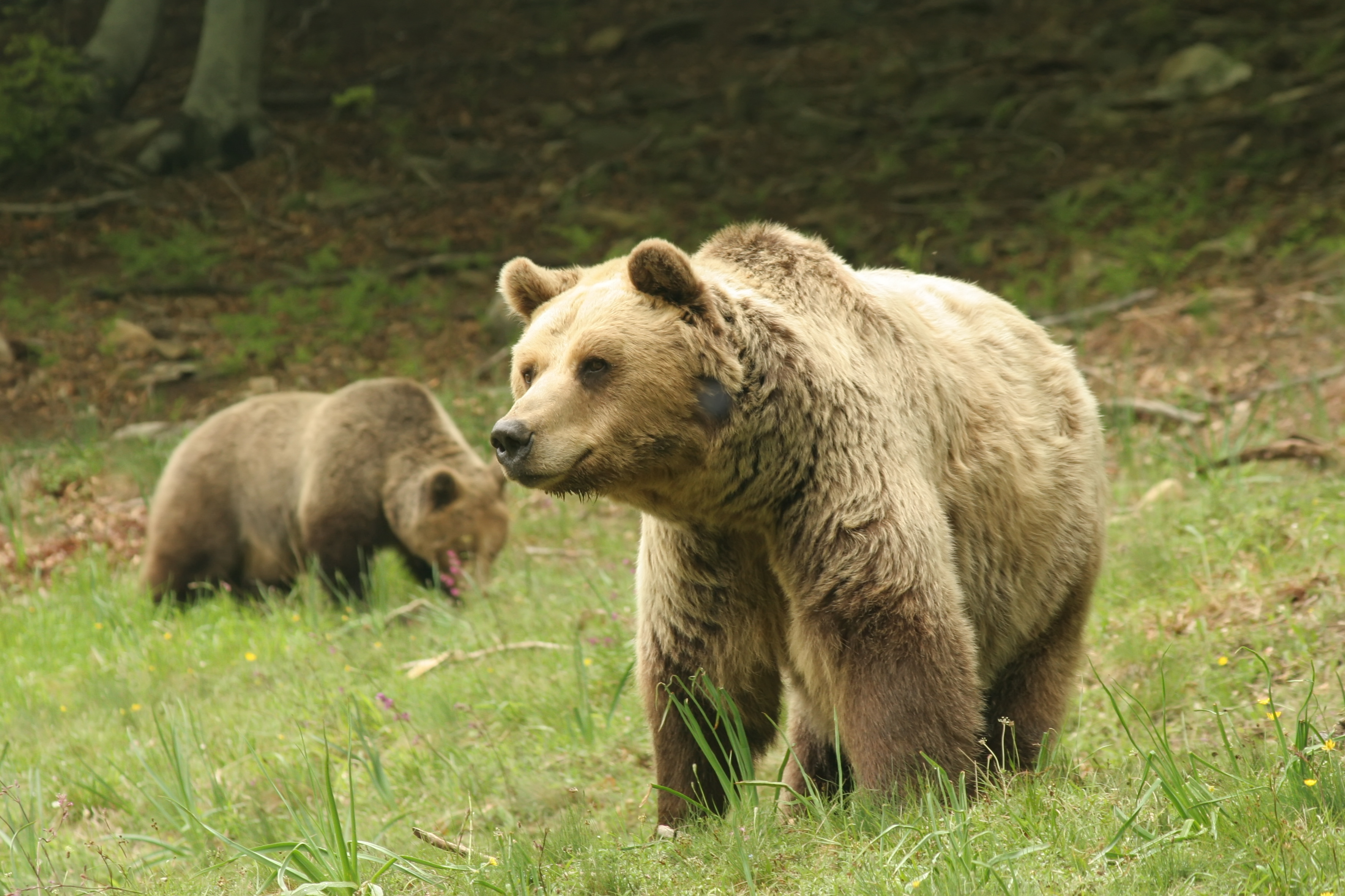 Σέρρες: Αρκούδες κατέβηκαν σε χωριό του κάμπου! Συναγερμός μετά τις εικόνες που άφησαν πίσω (Βίντεο)