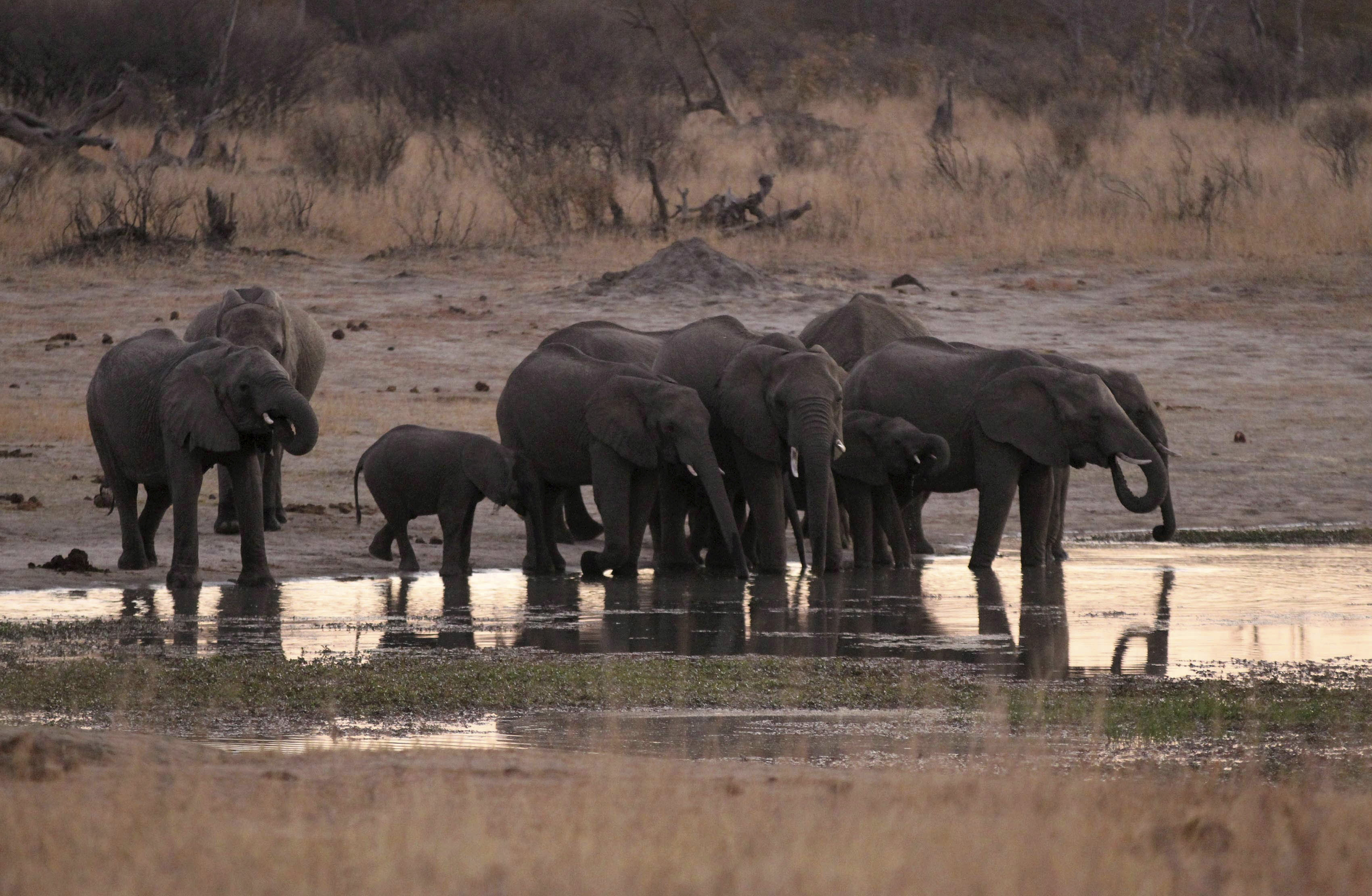 Σοκ! Πάνω από 150 ελέφαντες νεκροί από την ξηρασία