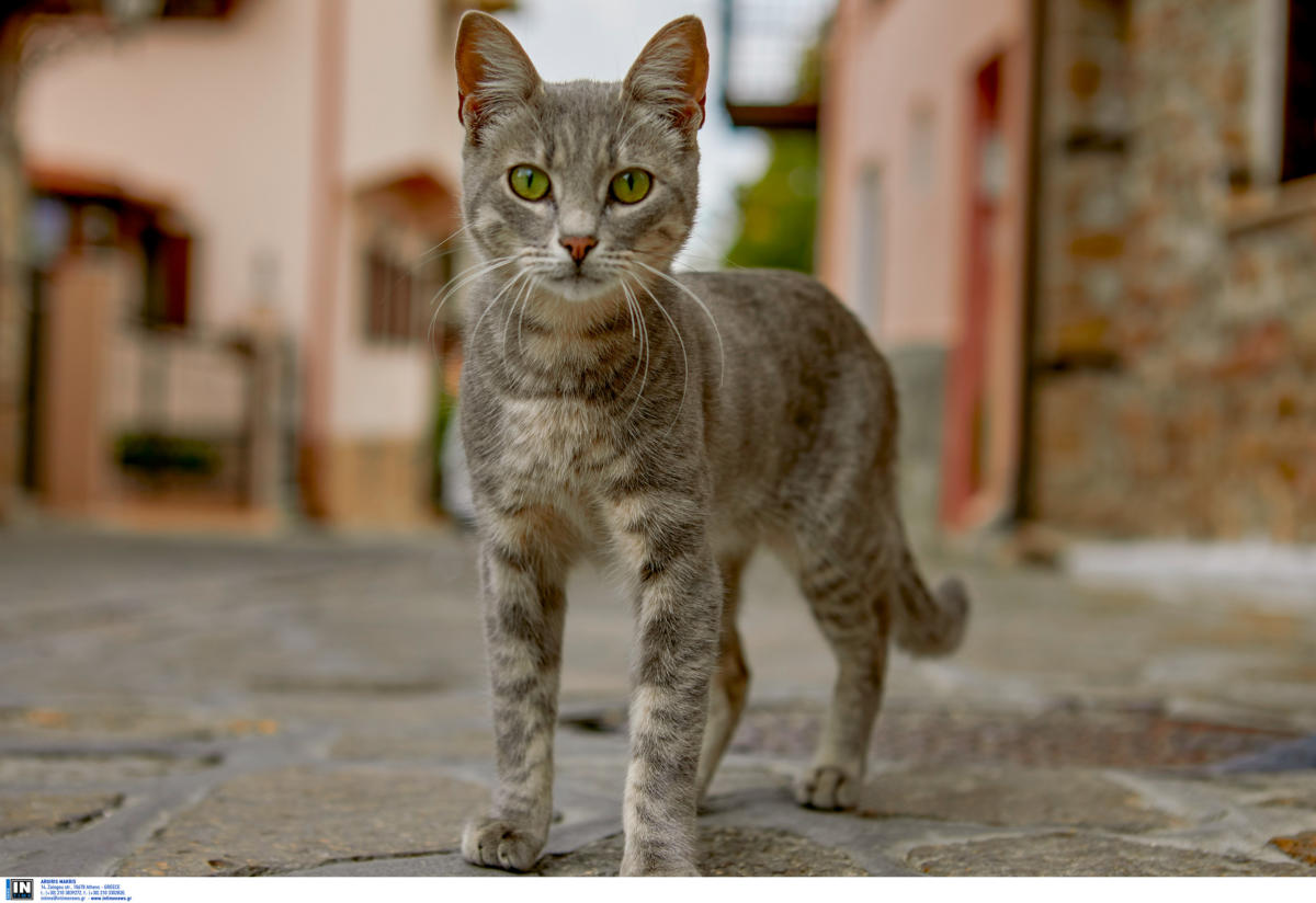 Μυτιλήνη: Ξεκοίλιασαν γάτα για να δουν αν έχει μωρά – Οργή για την κτηνωδία ανηλίκων στο λιμάνι [pic]
