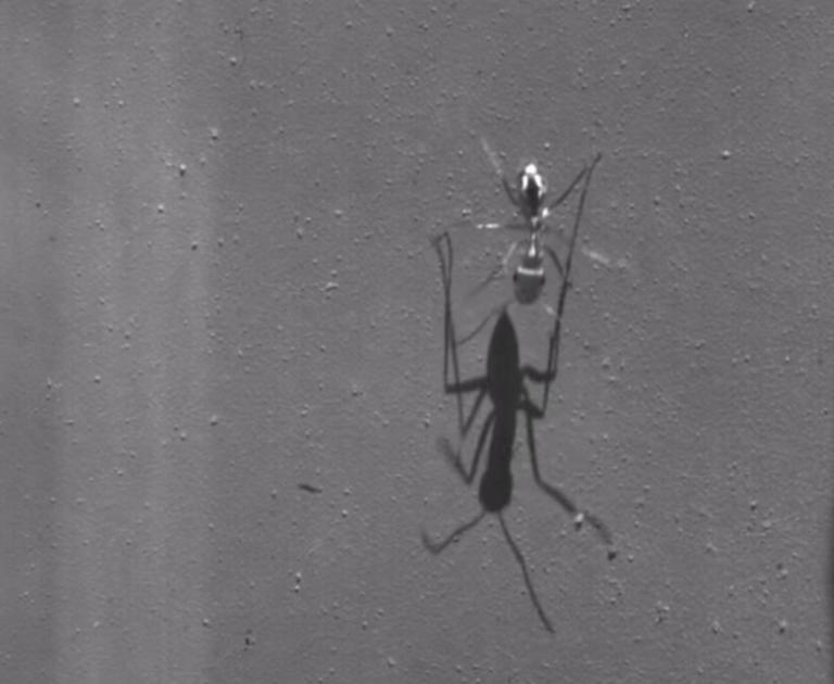 Το πιο γρήγορο μυρμήγκι στον πλανήτη – “Τρέχει” σαν… τον Γιουσέιν Μπολτ! video