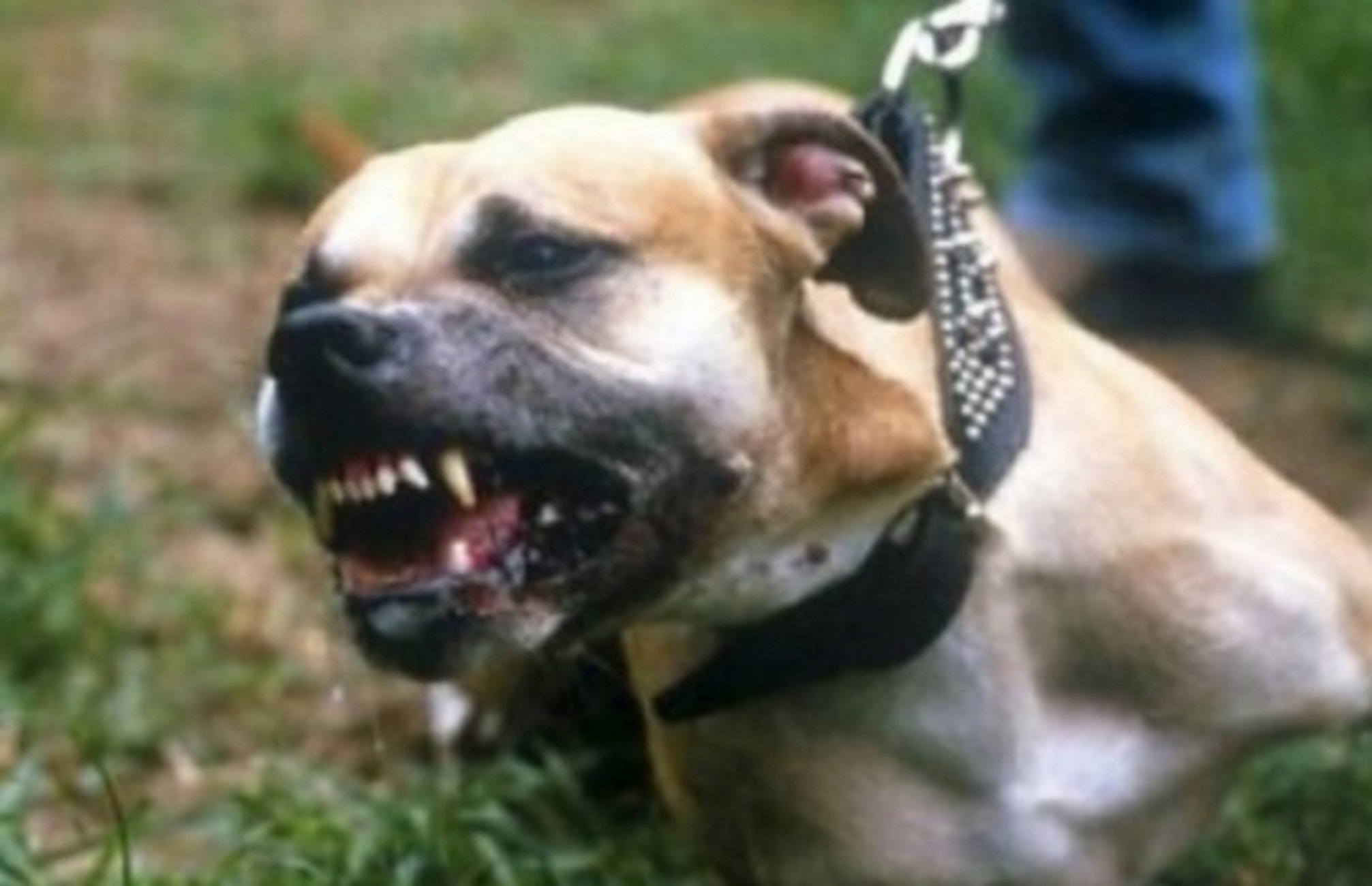 Τρόμος στον Διόνυσο! Αγέλη σκύλων επιτέθηκε και τραυμάτισε τέσσερα άτομα
