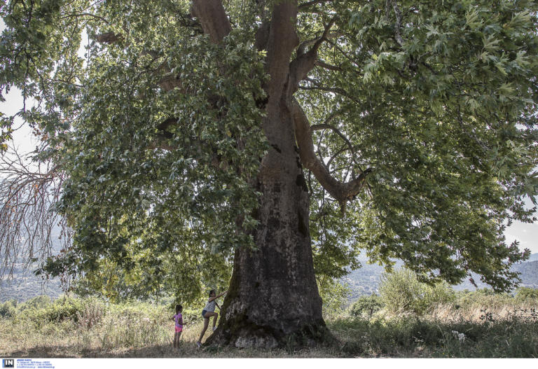 Θεσσαλονίκη: Πλάτανος ηλικίας 828 ετών στην πόλη – Τα τέσσερα υπεραιωνόβια δέντρα!