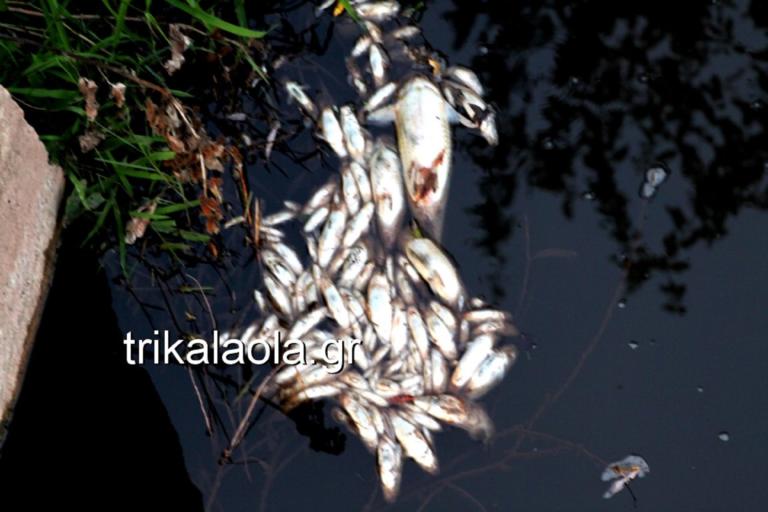 Τρίκαλα: Εκατοντάδες νεκρά ψάρια σε παραπόταμο του Πηνειού [pics, video]