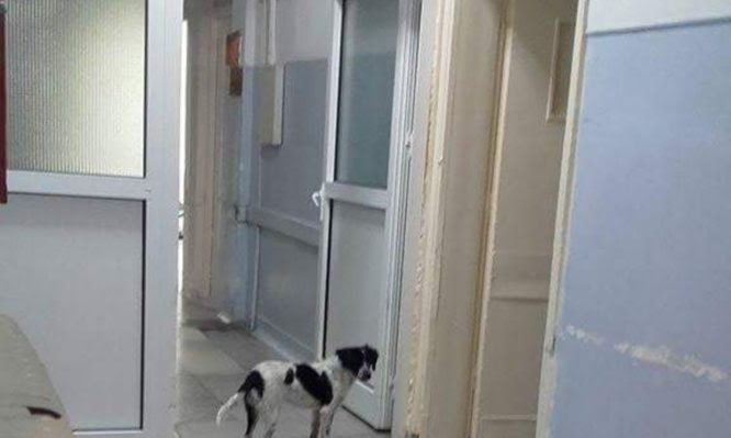 Νοσοκομείο Κιλκίς: Μεταμοσχευμένος ασθενής κινδυνεύει να χάσει το πόδι του από δάγκωμα σκύλου