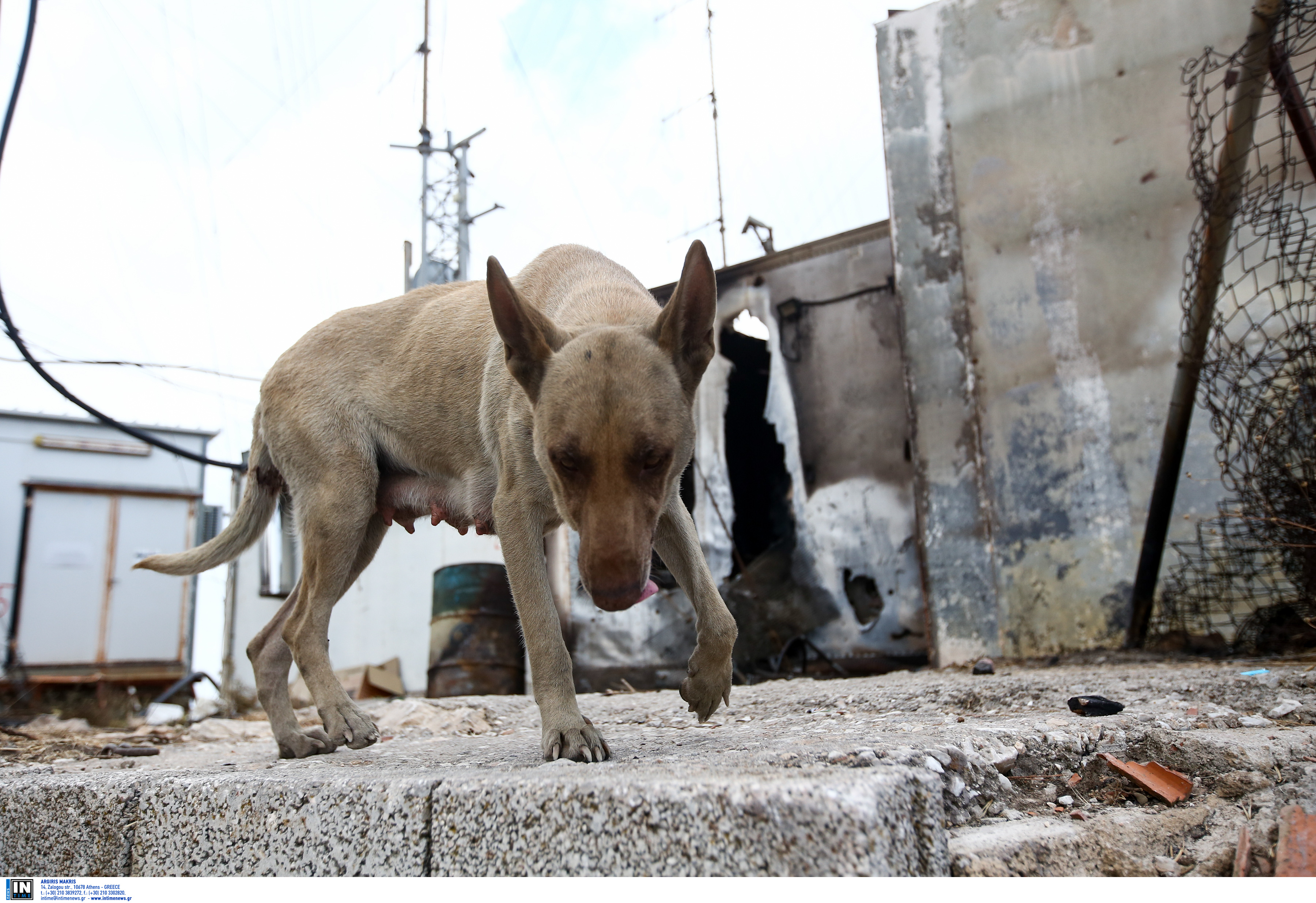 Βόλος: Παραδειγματική τιμωρία σε ιδιοκτήτρια σκύλων – Τι έδειξαν οι δύο αυτοψίες στο σπίτι της!