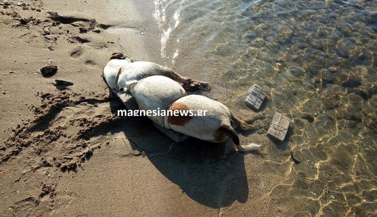 Βόλος: Σοκάρει η εικόνα της θηριωδίας – Σκότωσε τον σκύλο με τρόπο ανατριχιαστικό [pic]