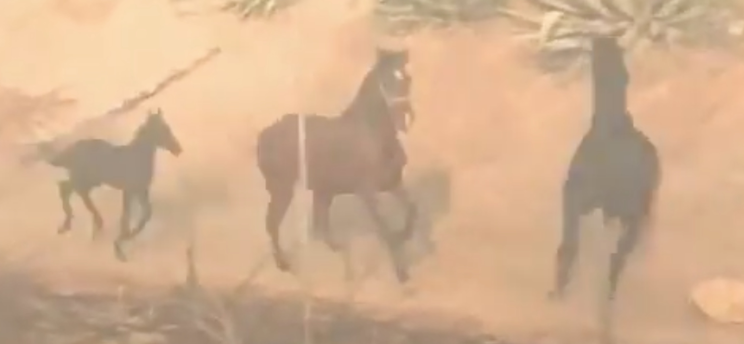 Το άλογο που γύρισε στην φωτιά για να σώσει την οικογένειά του! [video]
