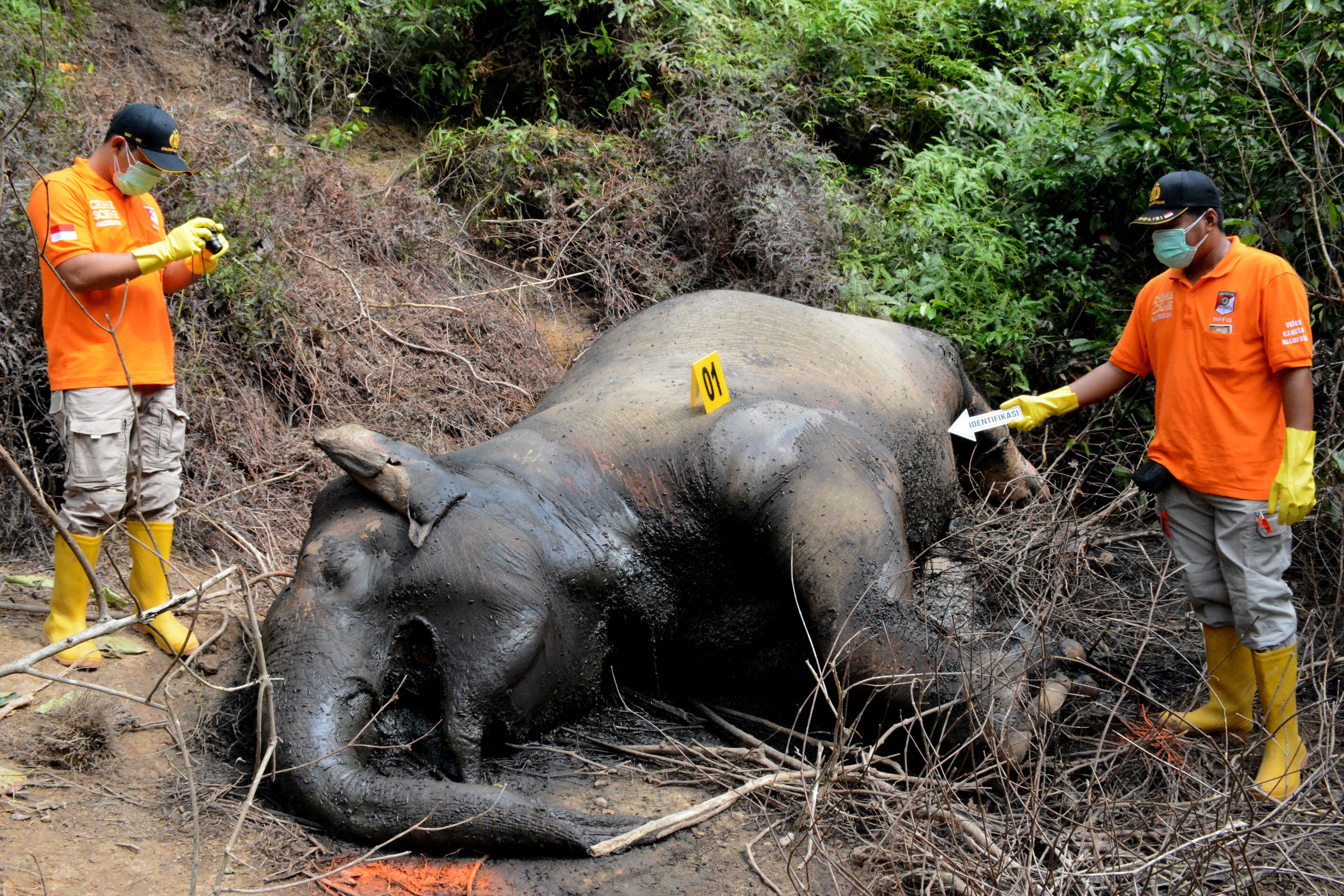 Σουμάτρα: Πεθαίνουν οι ελέφαντες της χώρας που είναι είδος υπό εξαφάνιση