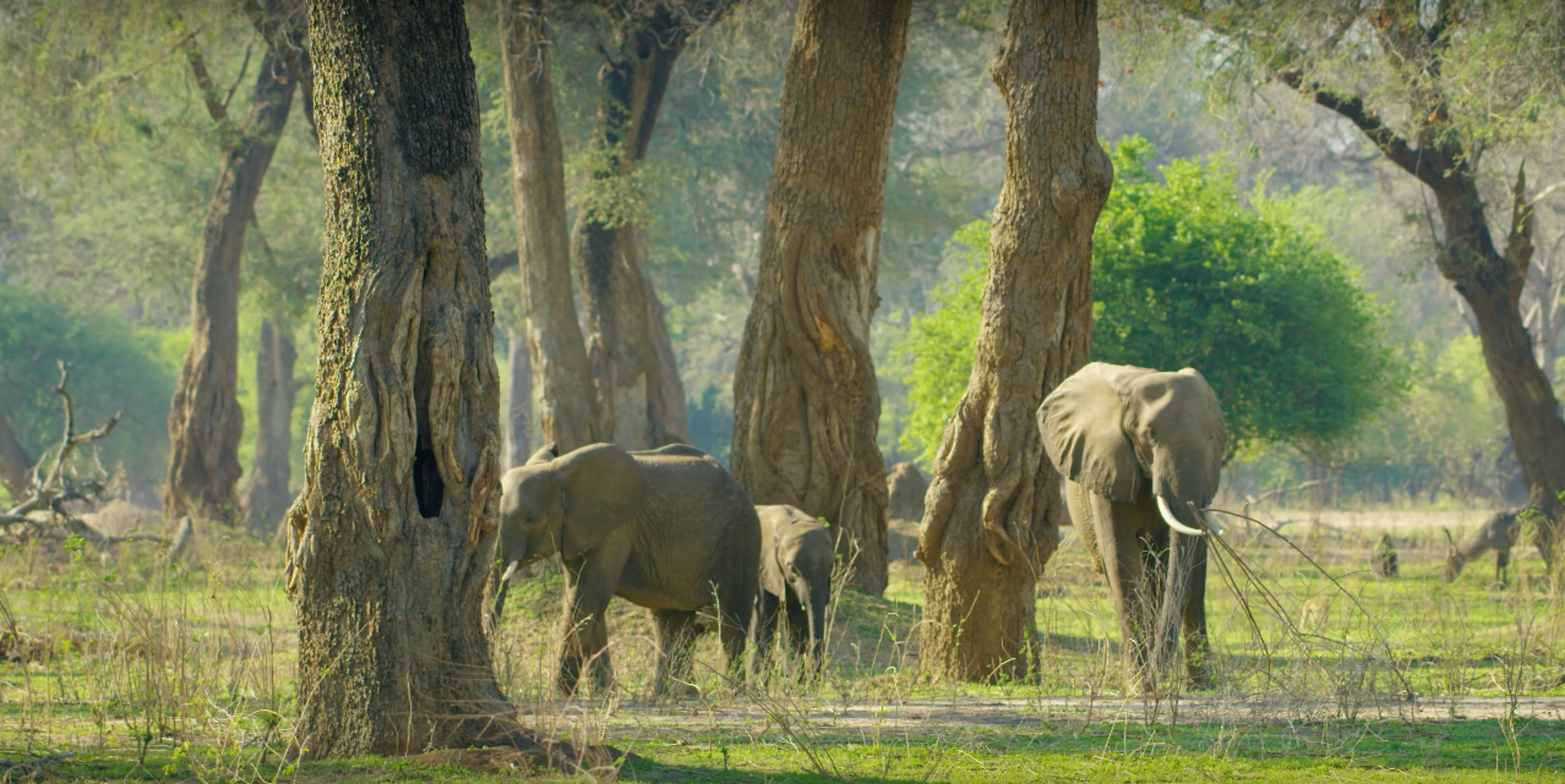 Ζιμπάμπουε: Εκατοντάδες άγρια ζώα “μετακομίζουν” εξαιτίας της ξηρασίας! video