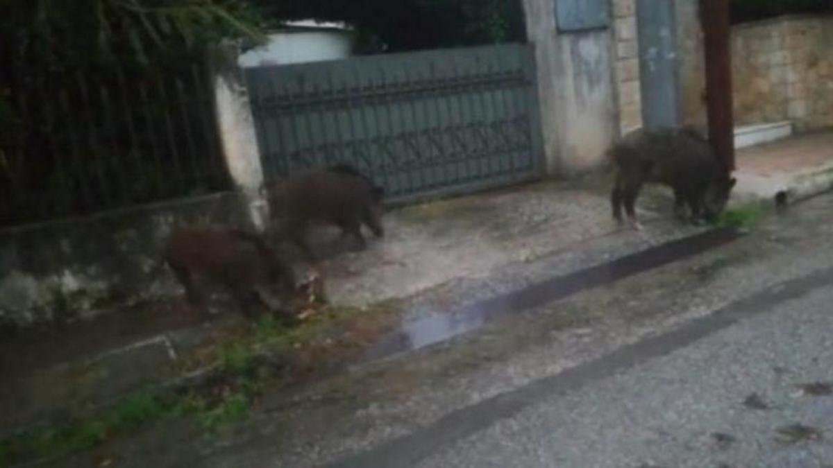 Αγριογούρουνα βολτάρουν έξω από σπίτια στον Διόνυσο! Video