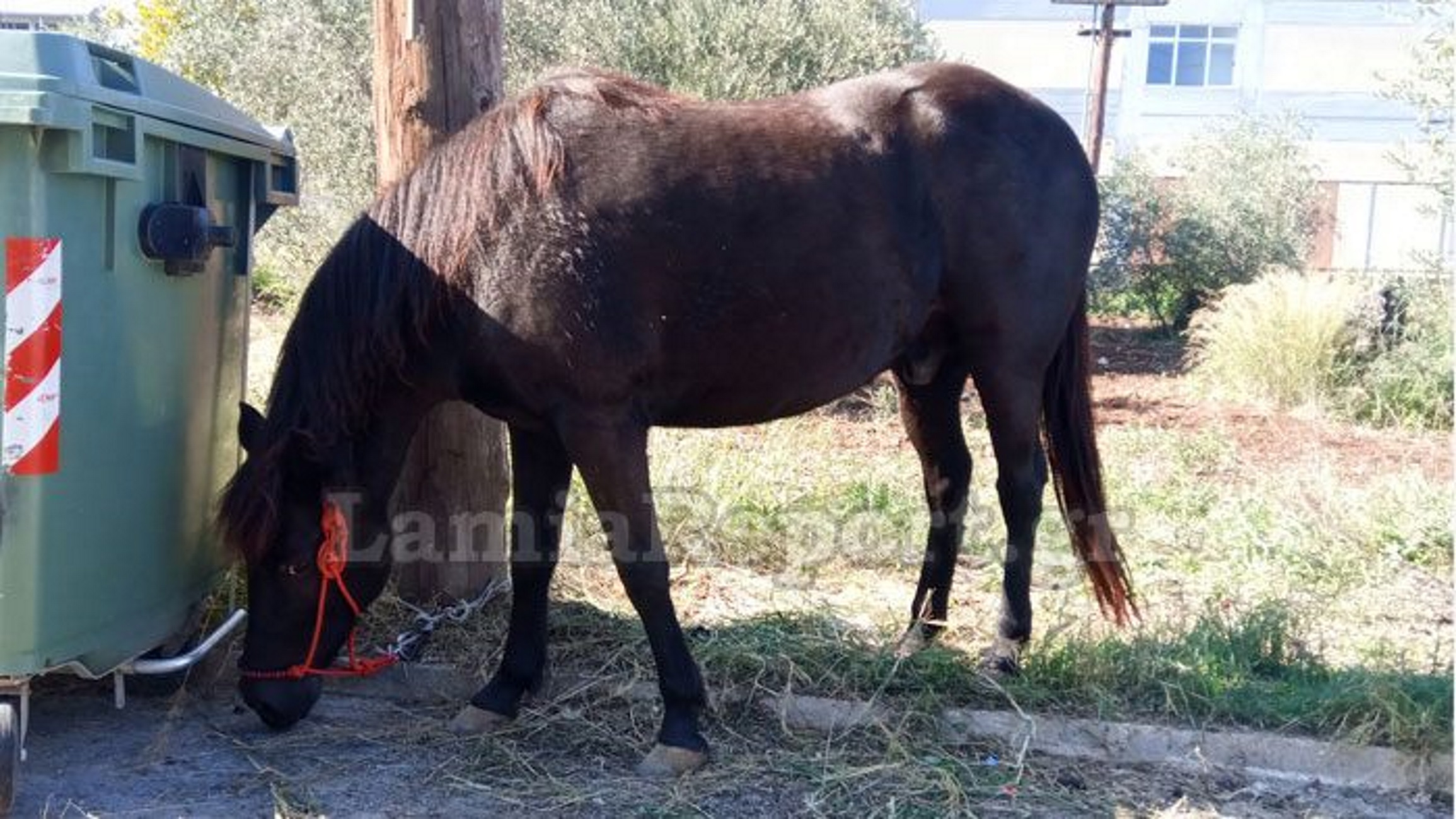 Λαμία: Αδέσποτα άλογα στην ανατολική έξοδο της πόλης – Άφαντος ο ιδιοκτήτης τους [pics]