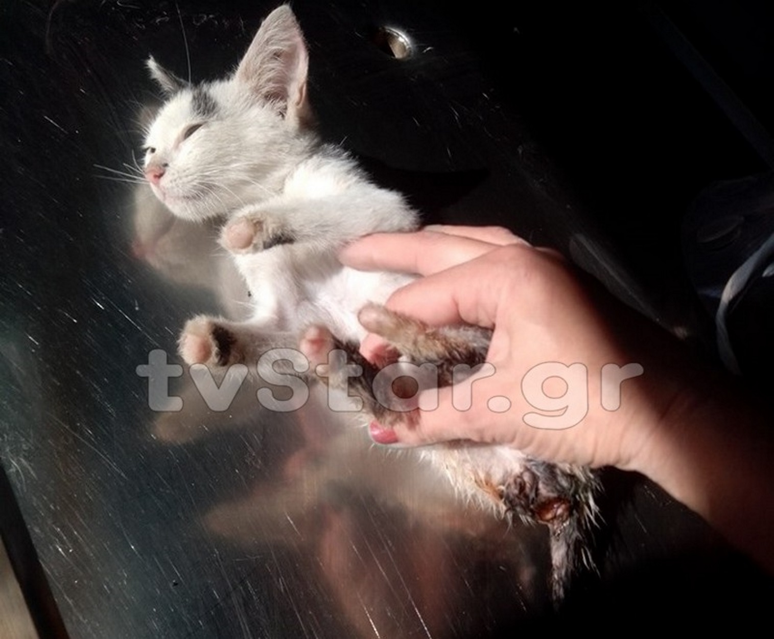 Λαμία: Βρέθηκε γατάκι με ακρωτηριασμένα τα ποδαράκια του…