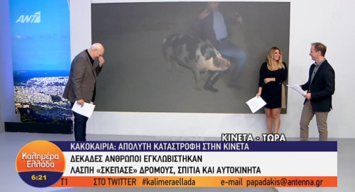 Θηλυκό γουρούνι κυνηγά τον ρεπόρτερ του Παπαδάκη στον αέρα! Τον δάγκωσε και ούρλιαζε!