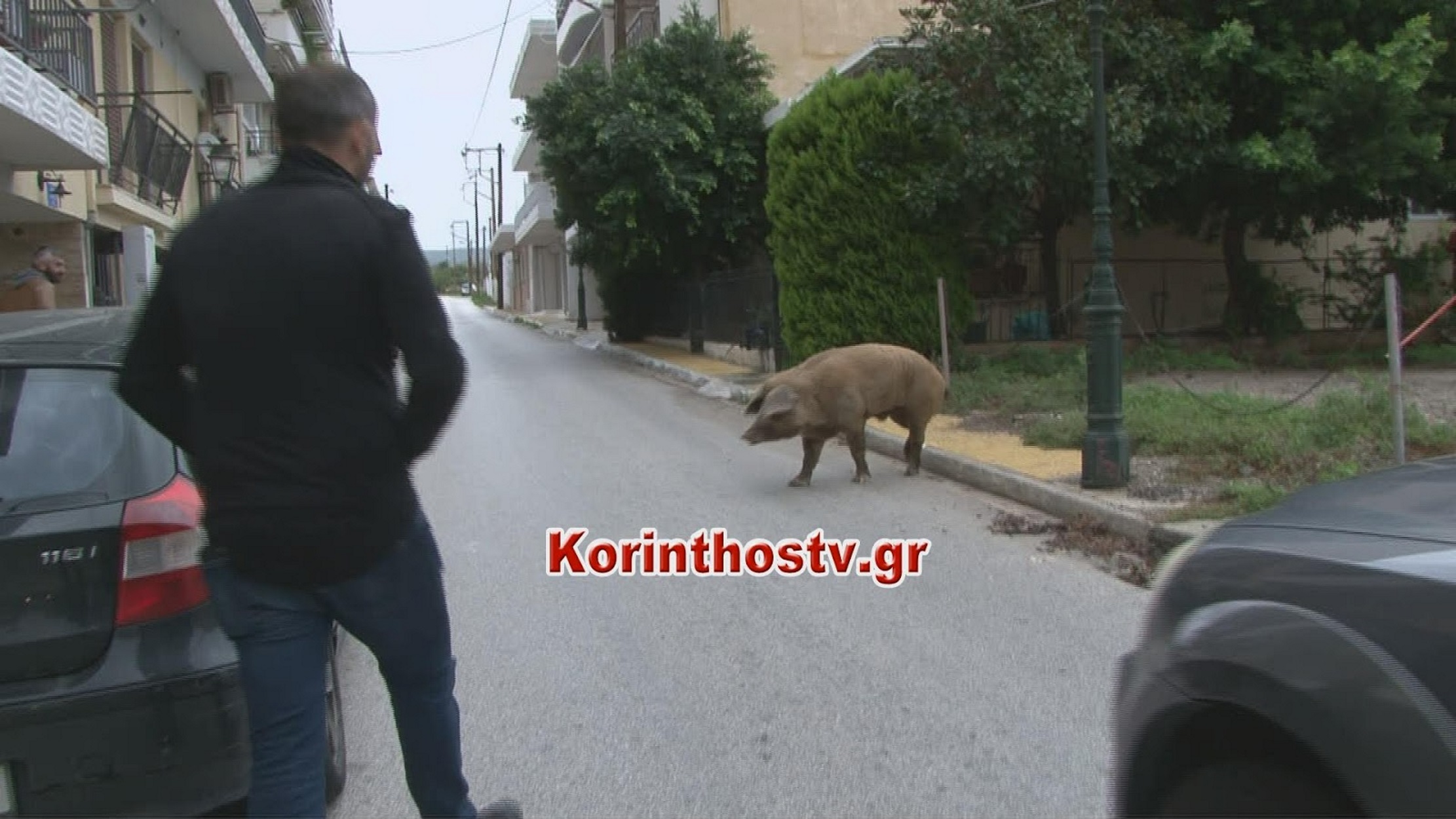 Μεγάλο γουρούνι κόβει βόλτες στο κέντρο του Λουτρακίου! video