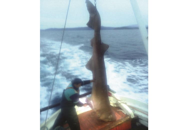 Σκιάθος: Έπιασε αυτό το ψάρι μετά από 40 χρόνια στη θάλασσα! Η σπάνια απόφαση του ψαρά
